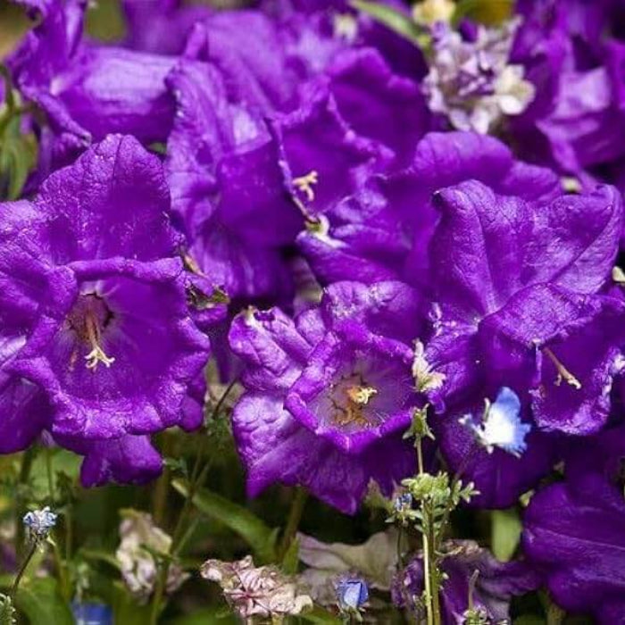 Purple Daffodils Seeds