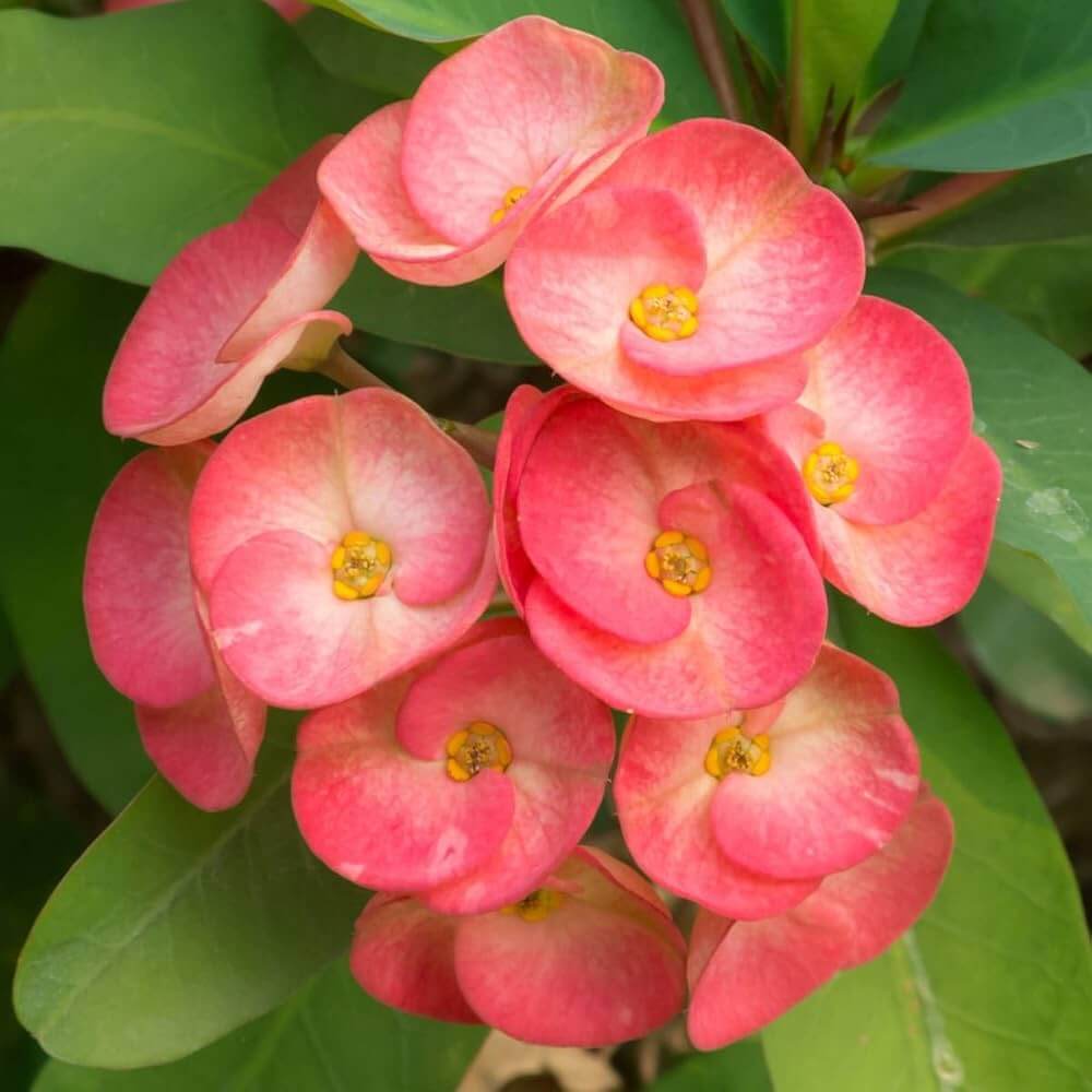Purple Euphorbia Milii Seeds - Flower Plant
