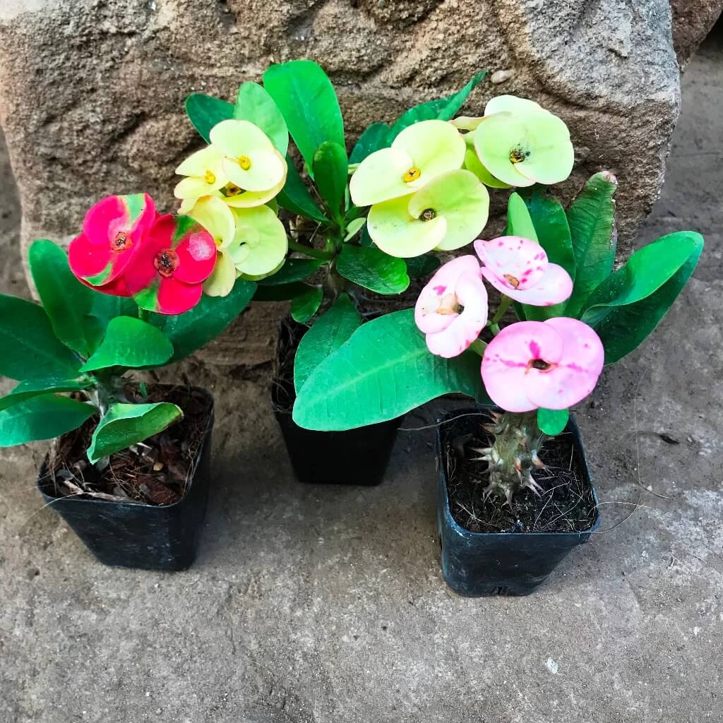 Purple Euphorbia Milii Seeds - Flower Plant