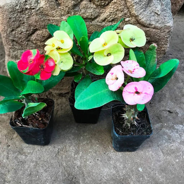 Purple Euphorbia Milii Seeds - Flower Plant