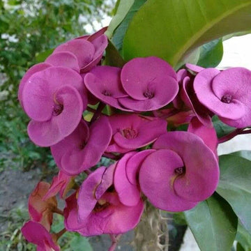 Purple Euphorbia Milii Seeds - Flower Plant