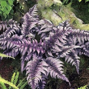 Purple Fern Pteridophyta Seeds