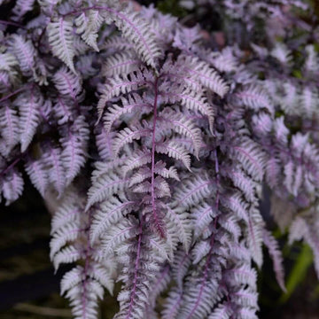 Purple Fern Pteridophyta Seeds
