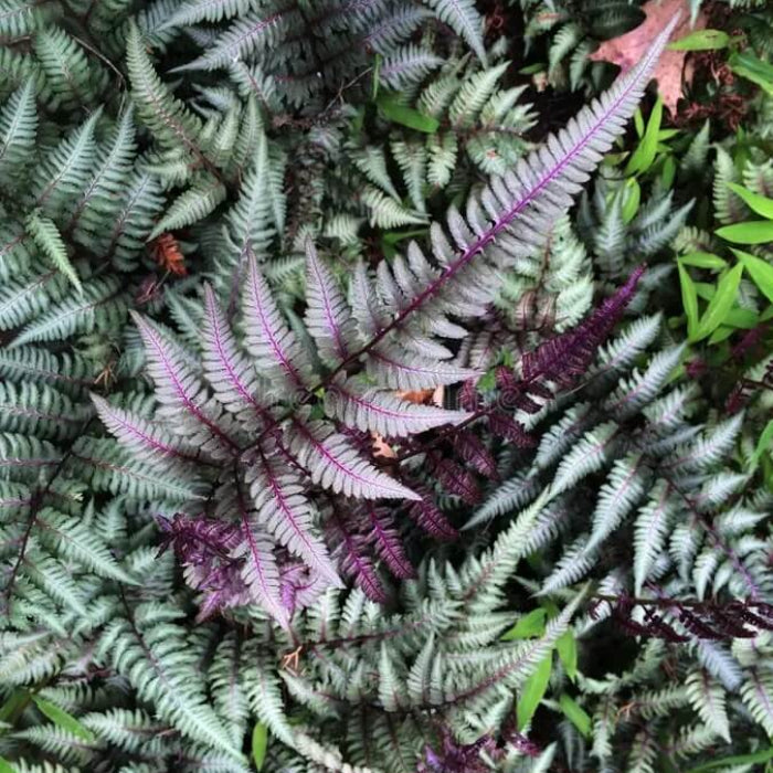 Purple Fern Pteridophyta Seeds