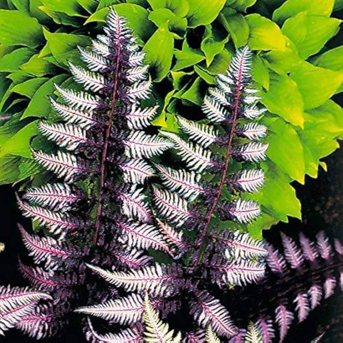 Purple Fern Seeds