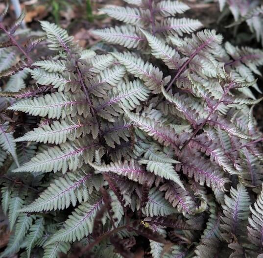 Purple Fern Seeds