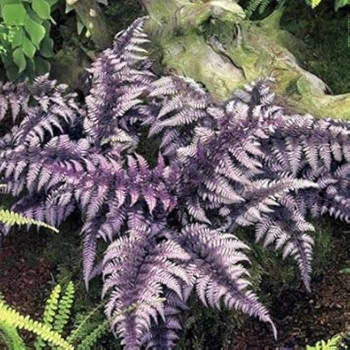 Purple Fern Seeds