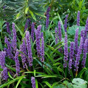 Purple Flower Border Grass Seeds