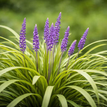 Purple Flower Border Grass Seeds