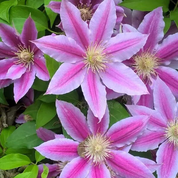 Purple Flower Mix, Heirloom Clematis Seeds 