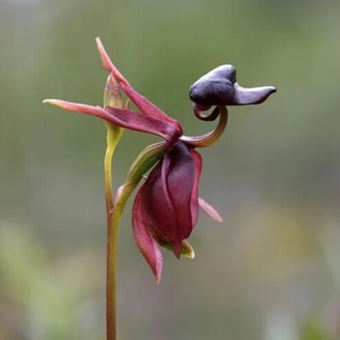 Purple Flying Duck Orchid Seeds