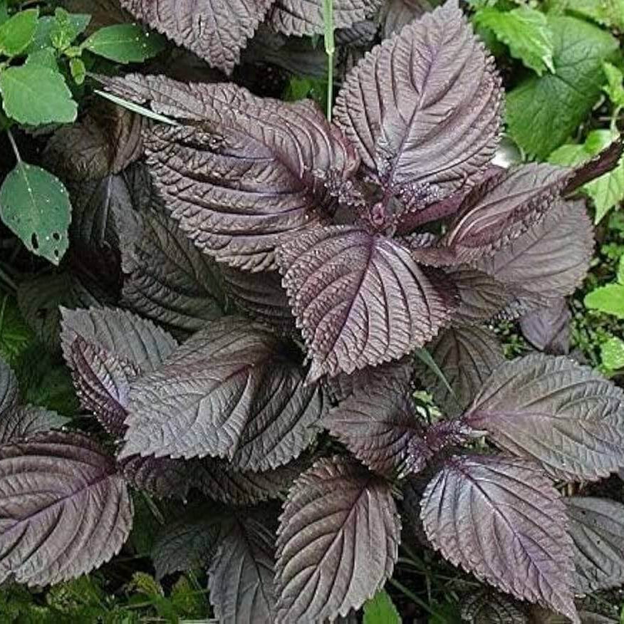 Purple Frutescens Perilla Seeds