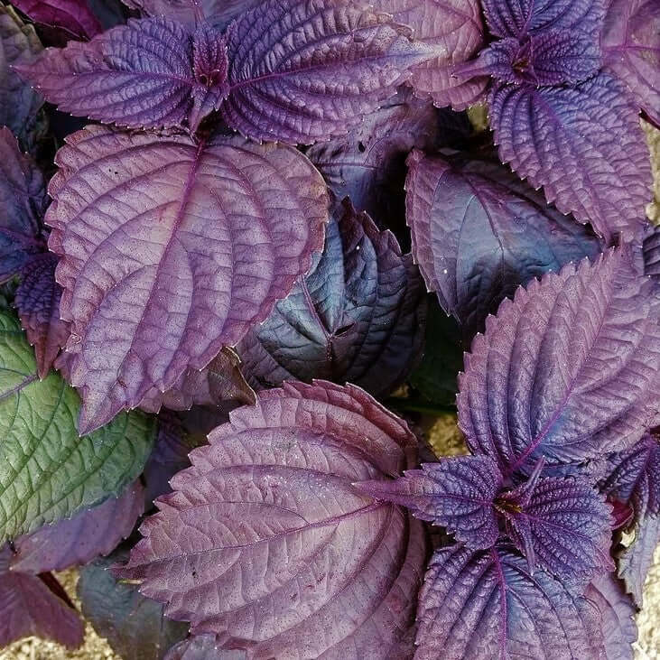 Purple Frutescens Perilla Seeds
