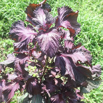Purple Frutescens Perilla Seeds