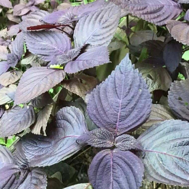 Purple Frutescens Perilla Seeds