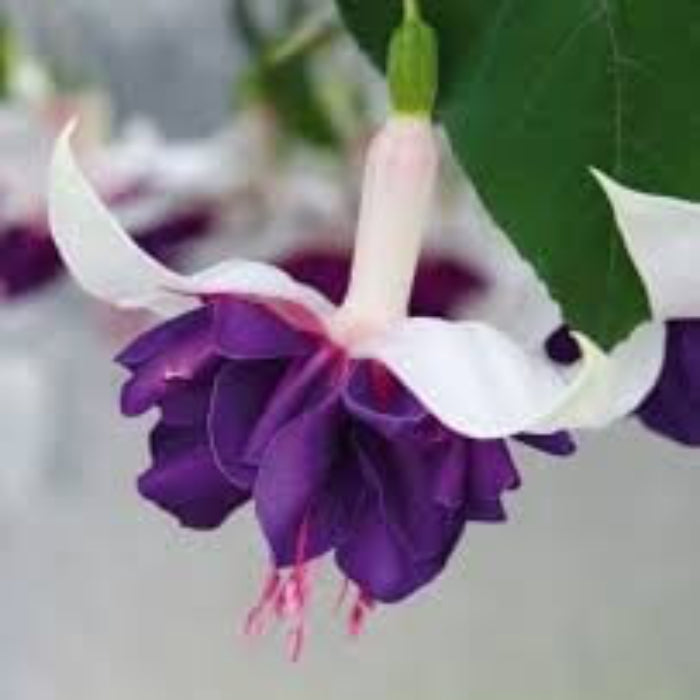 Purple Fuchsia Hybrid Seeds 