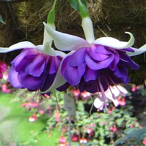 Purple Fuchsia Hybrid Seeds 