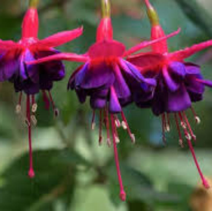 Purple Fuchsia Magellanica Seeds 