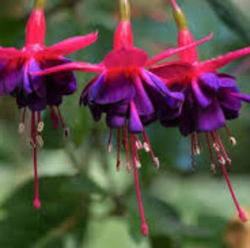 Purple Fuchsia Magellanica Seeds 