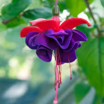 Purple Fuchsia Magellanica Seeds 