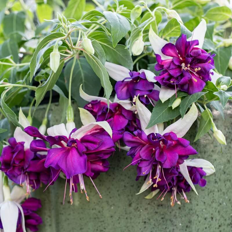 Purple Fuchsia Seeds