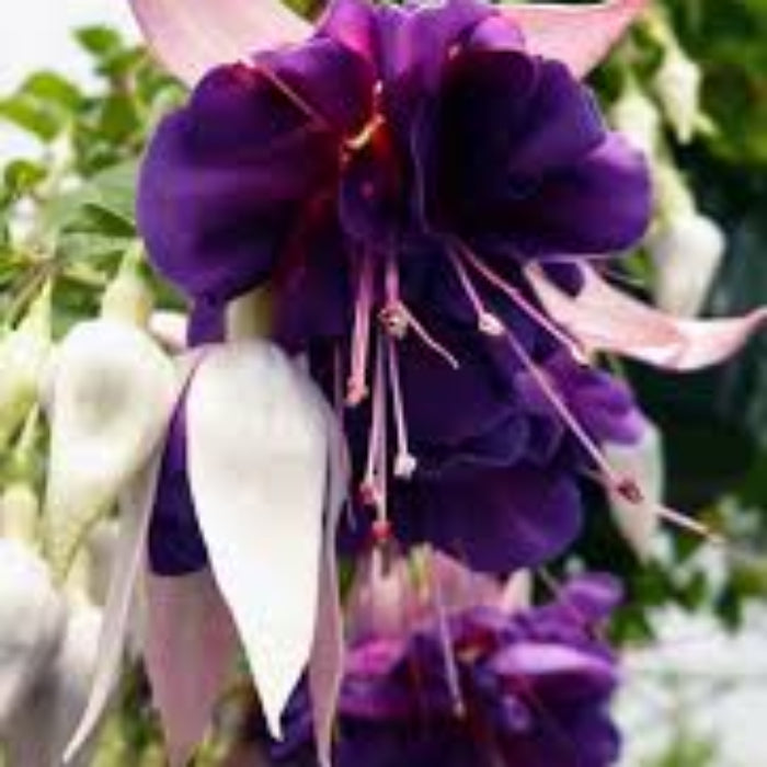 Purple Fuchsia Seeds