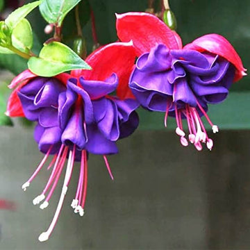 Purple Fuchsia Seeds 