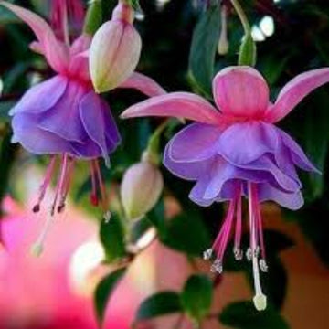 Purple Fuchsia Seeds 
