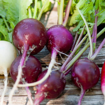 Purple Giant Radish Seeds 