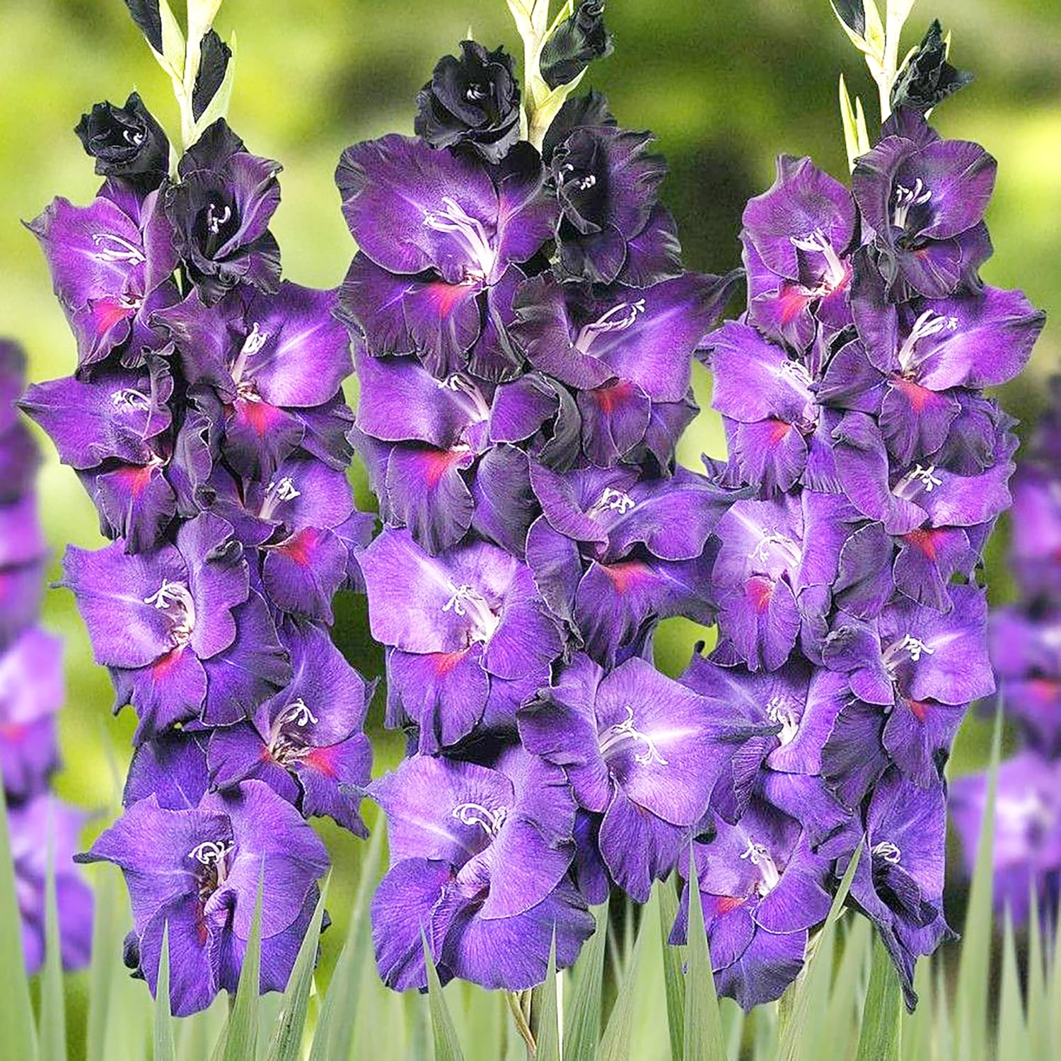 Purple Gladiolus Seeds 