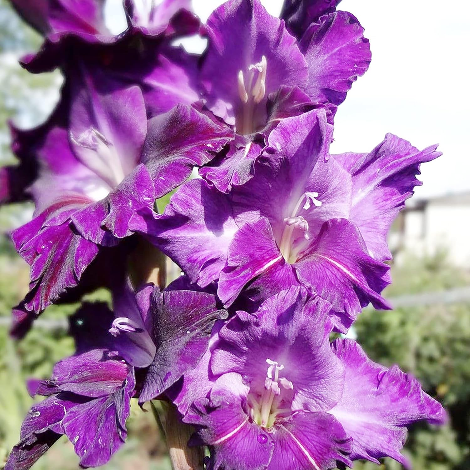 Purple Gladiolus Seeds 