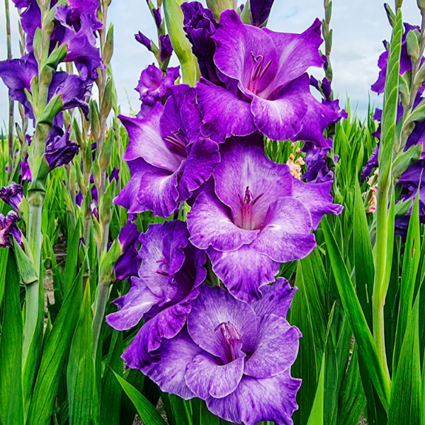 Purple Gladiolus Seeds 