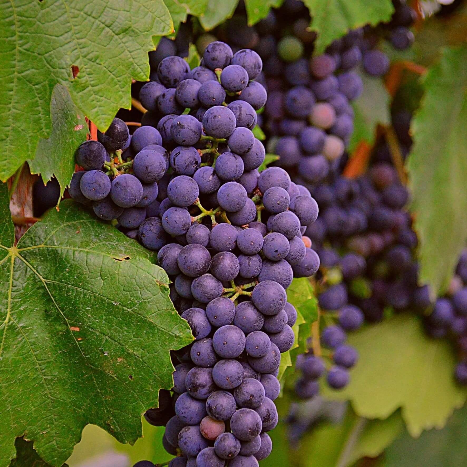 Purple Grape Seeds