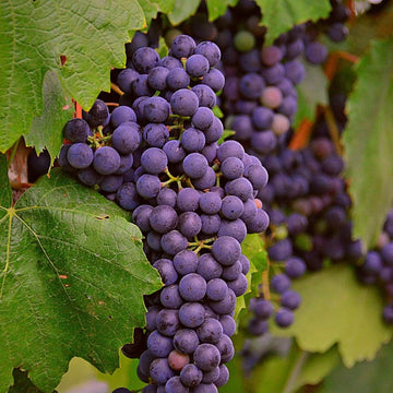 Purple Grape Seeds
