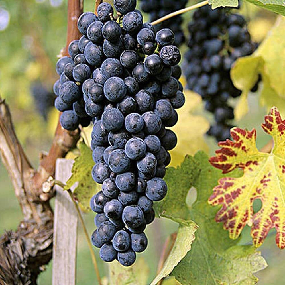 Purple Grape Seeds