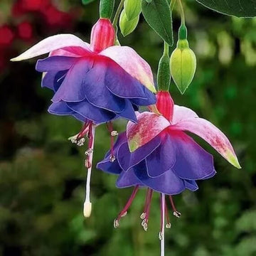Purple Green Fuchsia Seeds 
