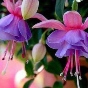 Purple Green Fuchsia Seeds 