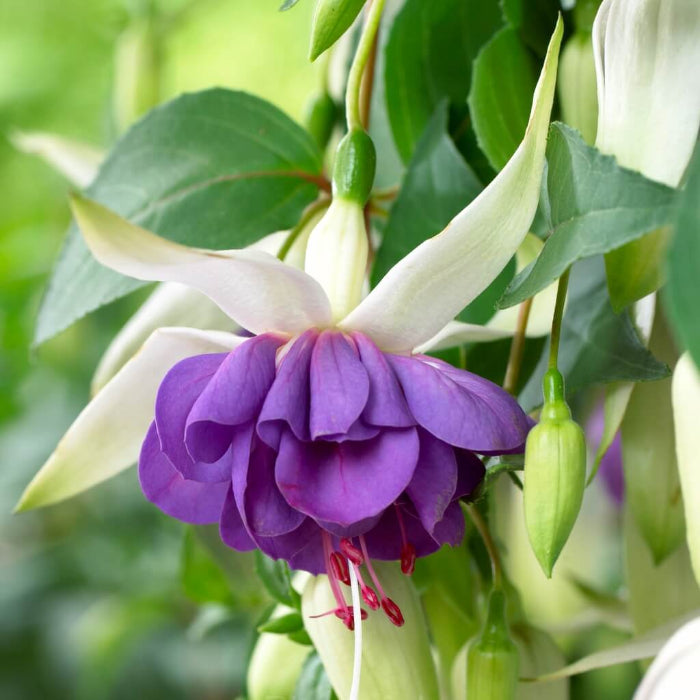 Purple Green Fuchsia Seeds 