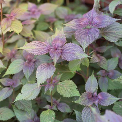 Purple&Green Perilla Seeds