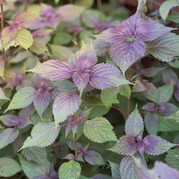 Purple&Green Perilla Seeds