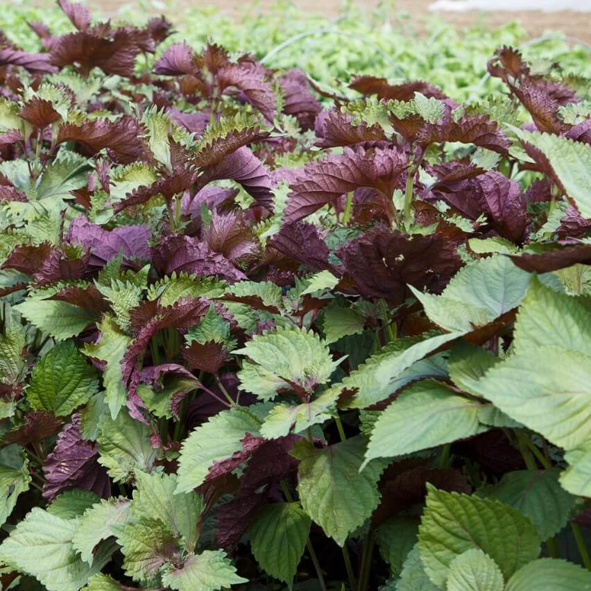 Purple&Green Perilla Seeds