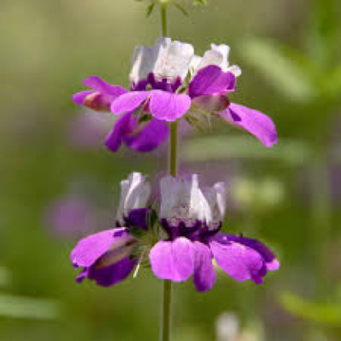 Purple Heterophylla Seeds –  Wildflower