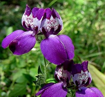 Purple Heterophylla Seeds –  Wildflower