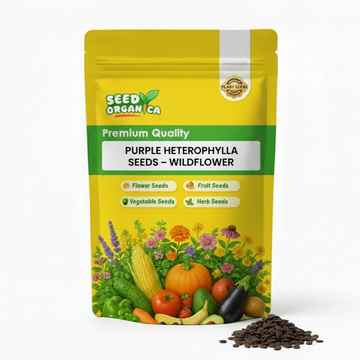 Purple Heterophylla Seeds –  Wildflower