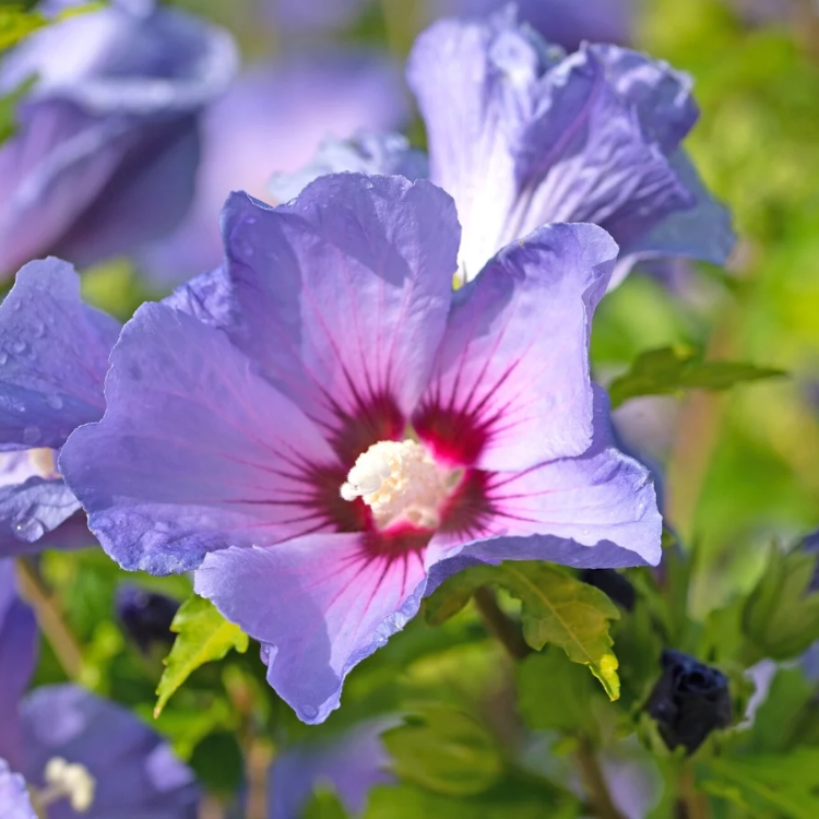 Purple Hibiscus Seeds