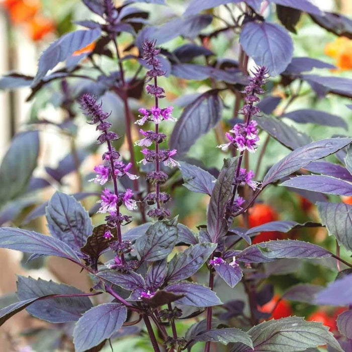 Purple Krishna Tulsi Seeds – Holy Basil