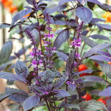 Purple Krishna Tulsi Seeds – Holy Basil