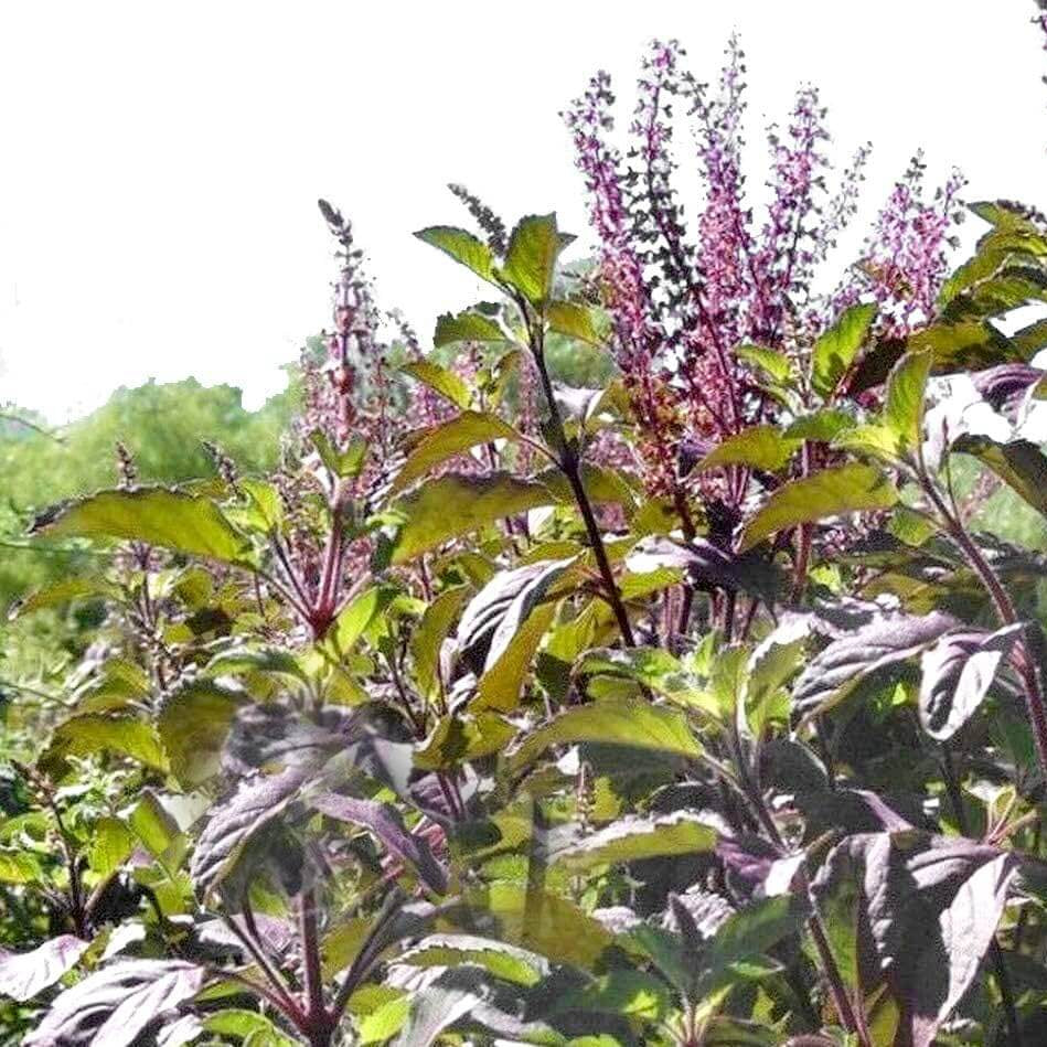 Purple Krishna Tulsi Seeds – Holy Basil