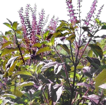 Purple Krishna Tulsi Seeds – Holy Basil