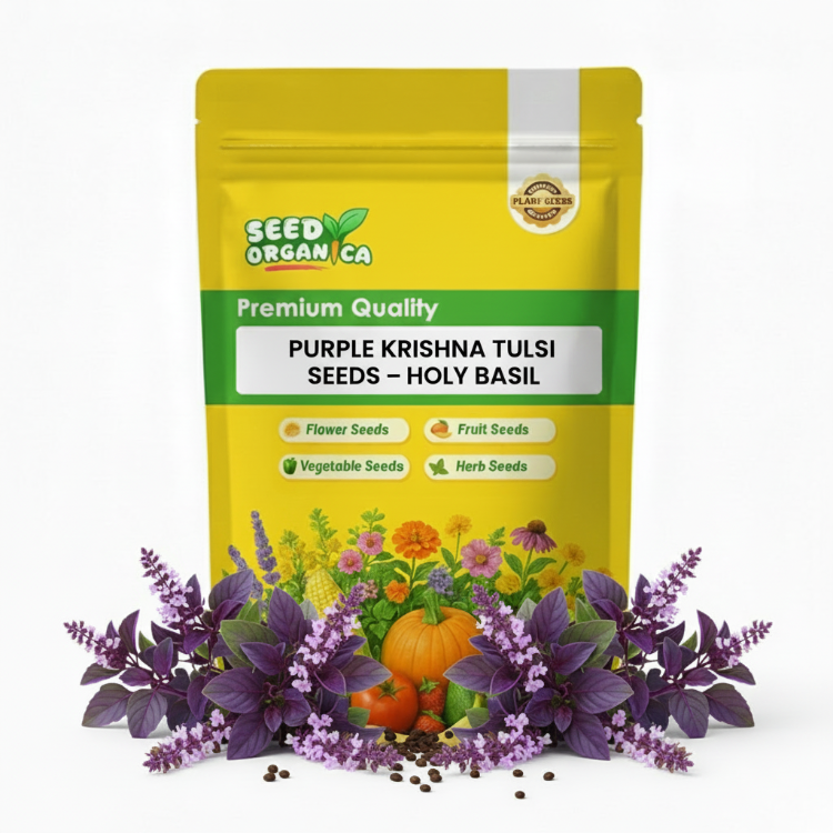 Purple Krishna Tulsi Seeds – Holy Basil